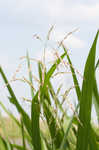 Giant cutgrass